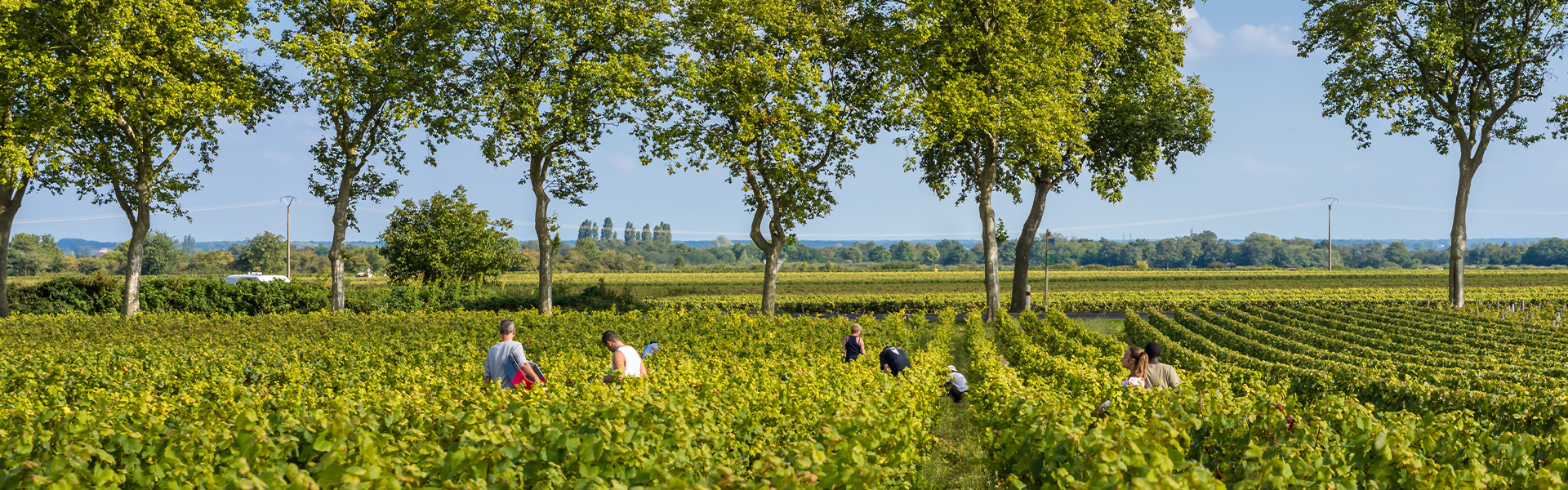 winemaking